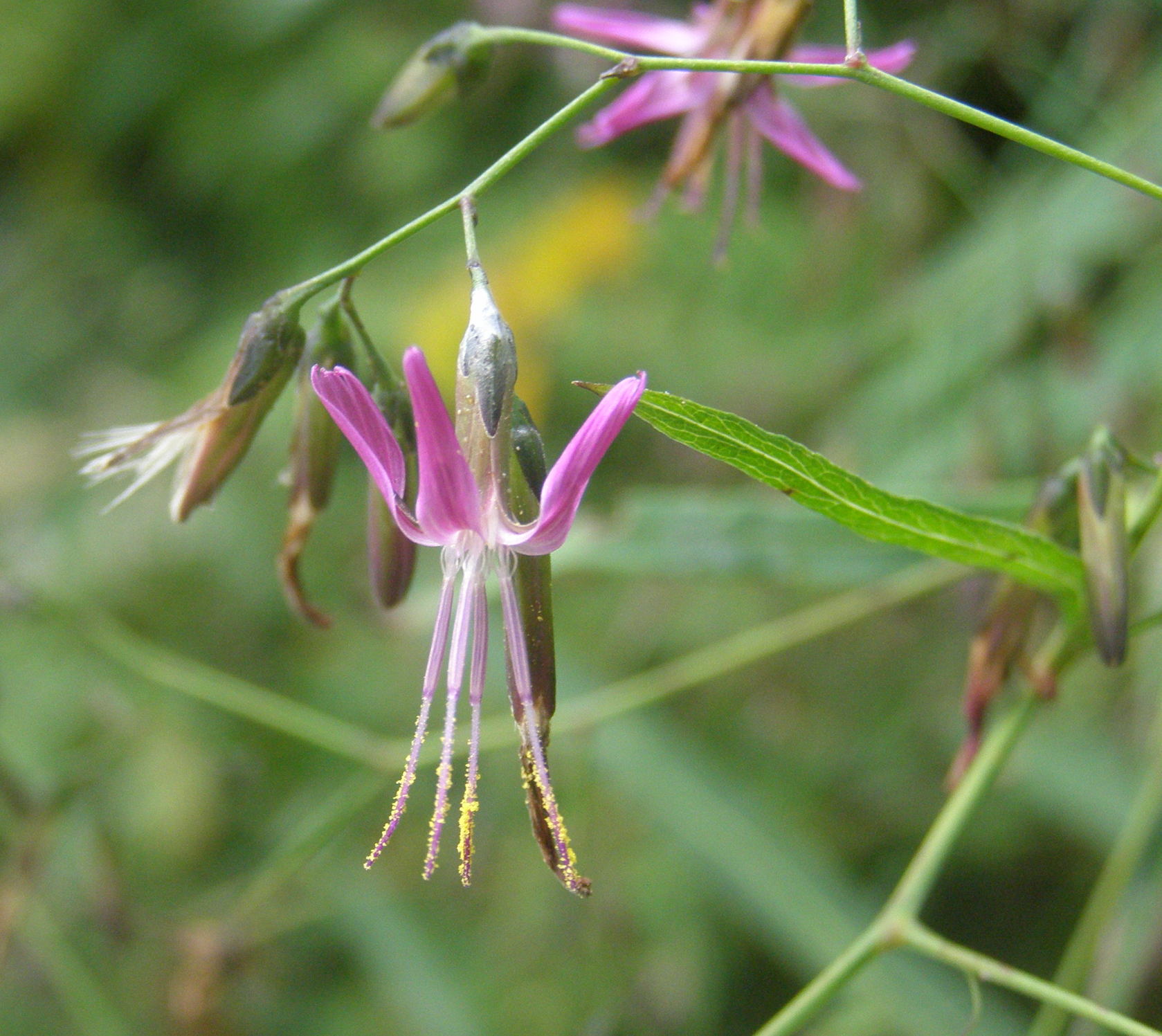 Prenanthes purpurea (Asteraceae)
